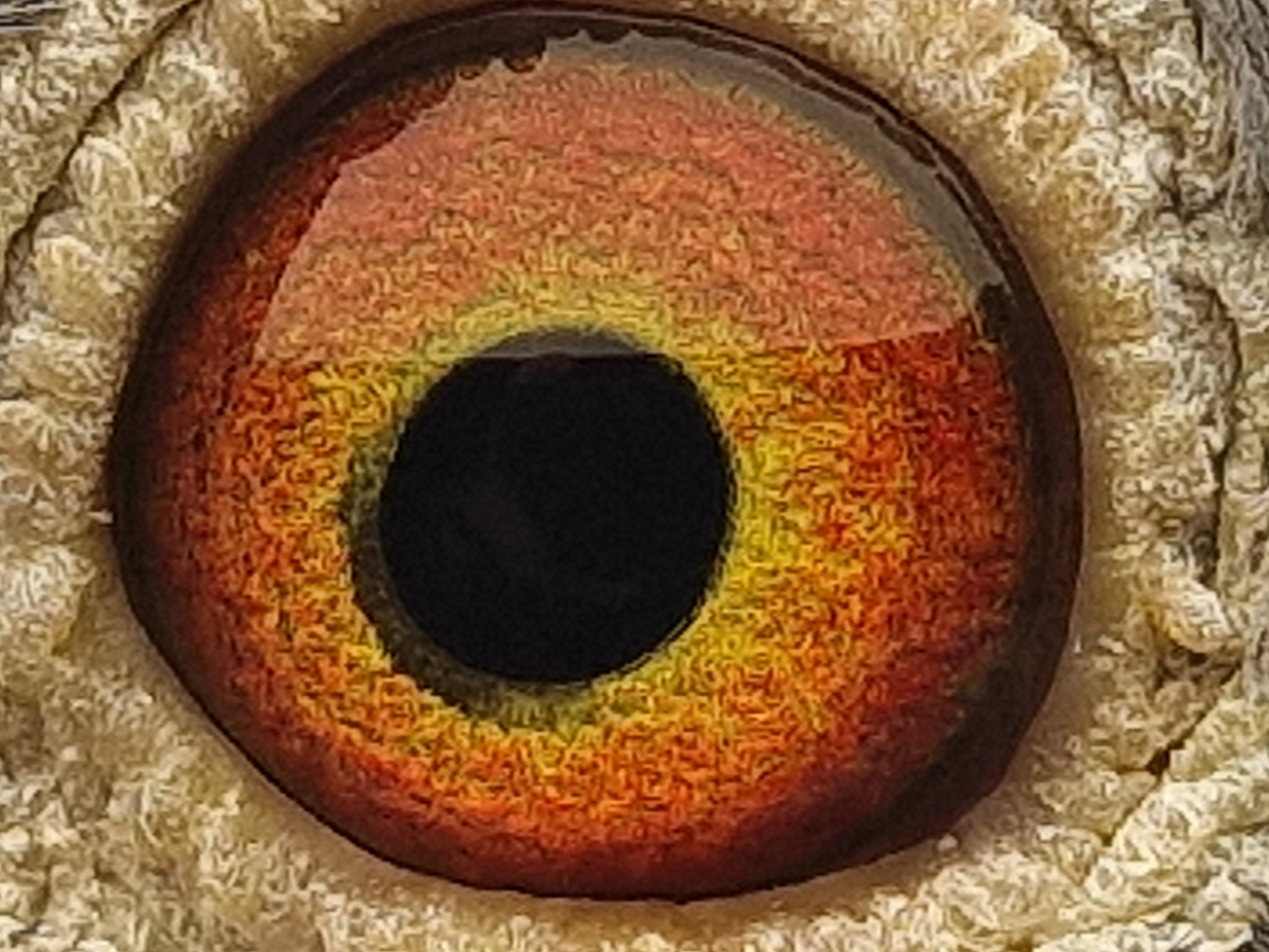 Pigeon eye